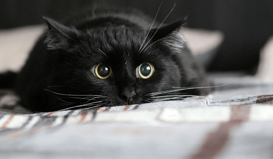 愛猫に食べて欲しいスペシャルなキャットフードとは?!