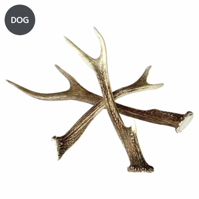 No.2 Honshu Deer Antlers  本州鹿の角