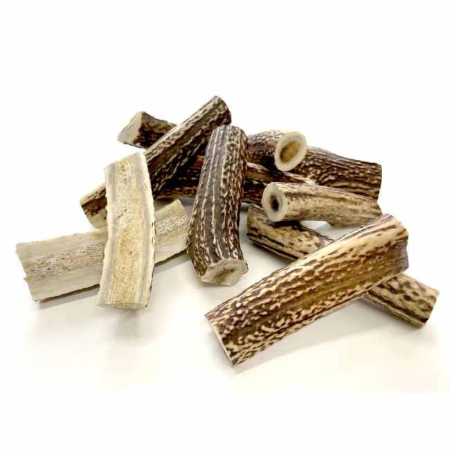 No.2 Honshu Deer Antlers  本州鹿の角