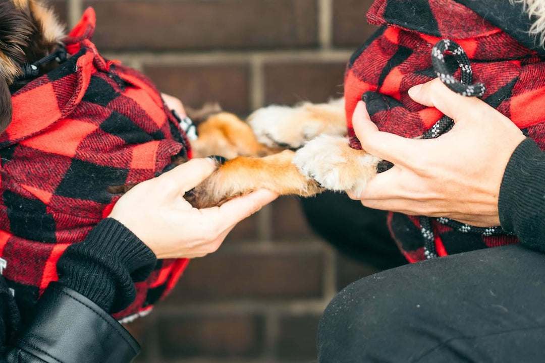 犬の手