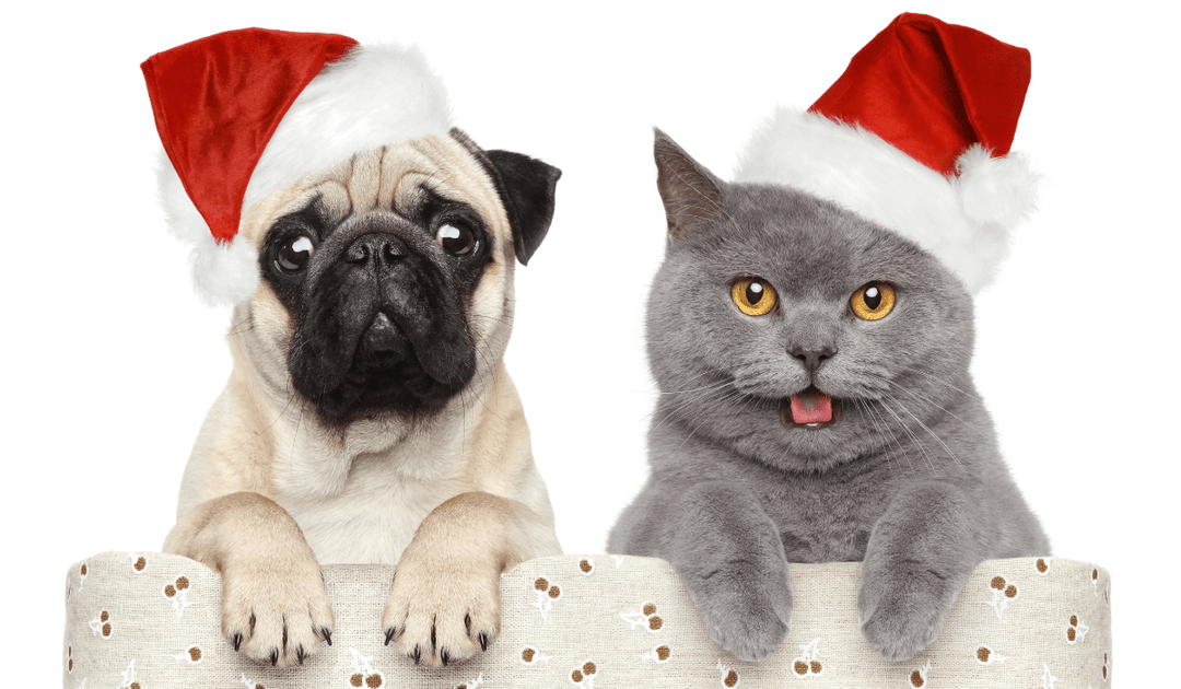 【獣医師解説】クリスマス・お正月は特に注意！わんちゃん・猫ちゃんが食べてはいけないものとは？｜バウワウ プレイス
