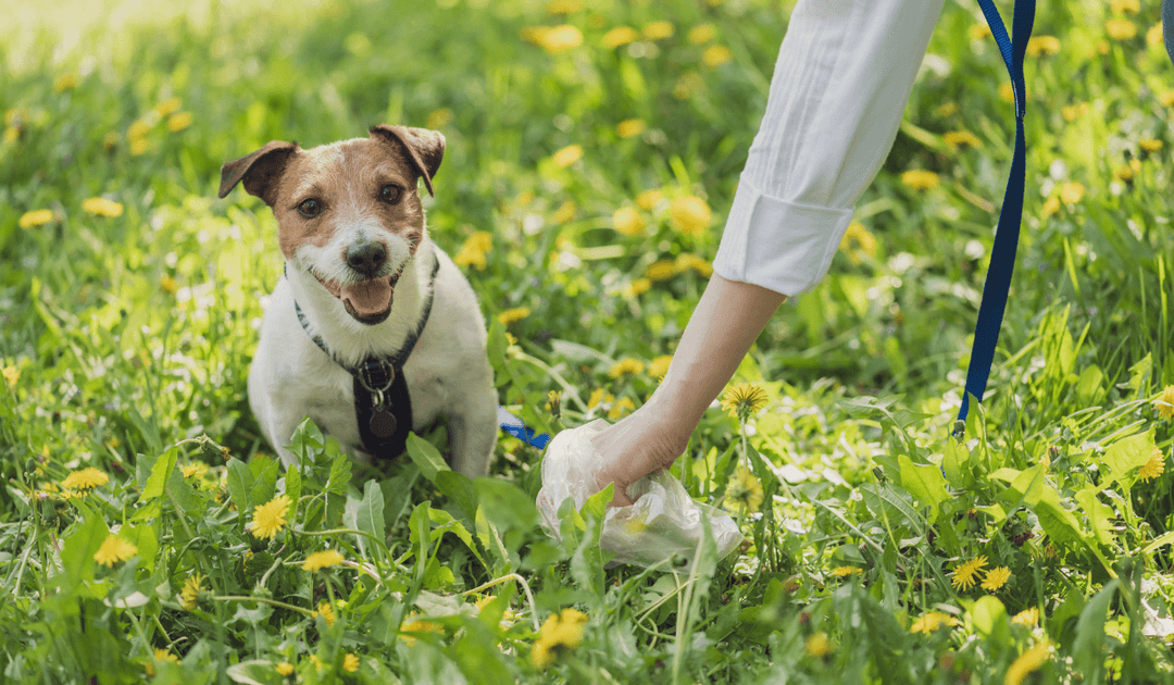 【獣医師解説】見逃さないで！愛犬・愛猫のうんちのサイン｜バウワウ プレイス