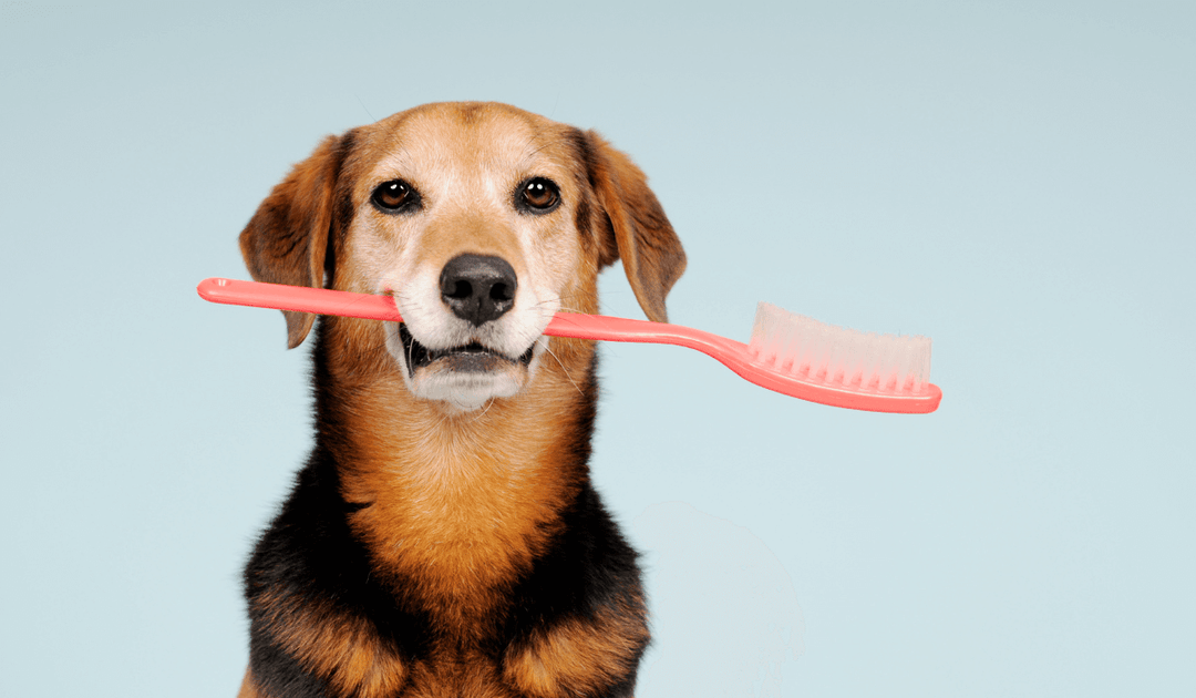 【獣医師解説】放っておくと怖い愛犬の歯周病｜バウワウ プレイス