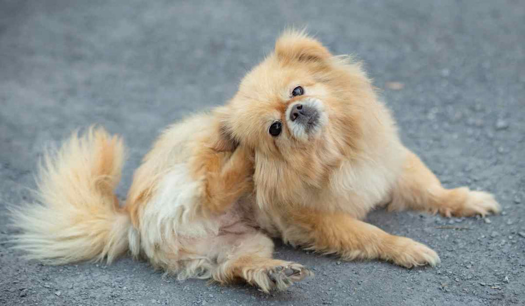 愛犬かゆみ