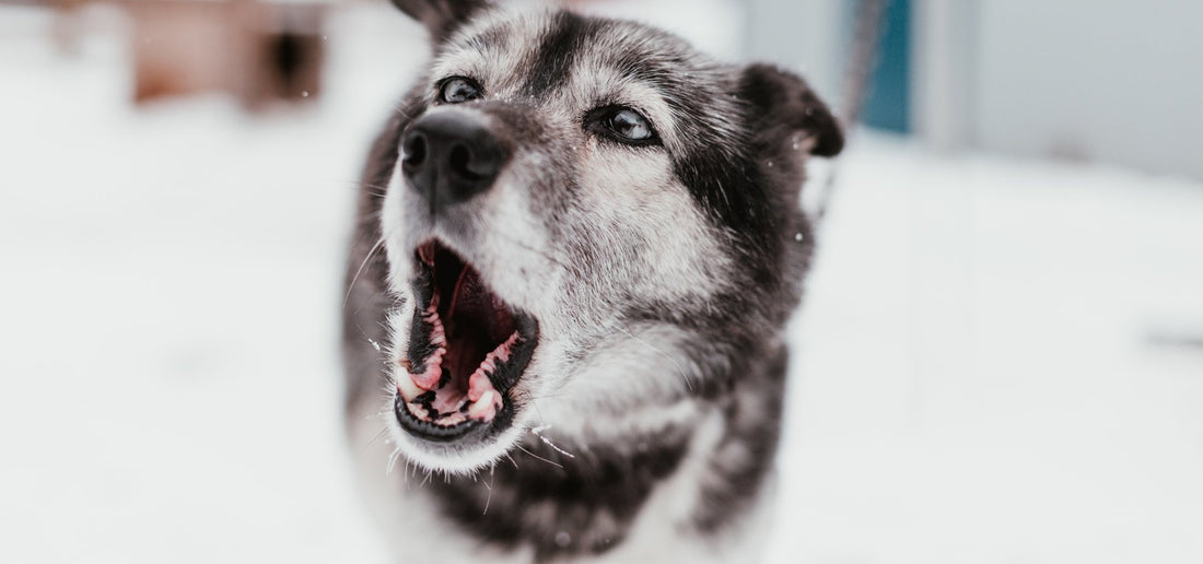 気を付けたい犬の歯周病！歯磨きが苦手な愛犬におすすめのデンタルケアとは？
