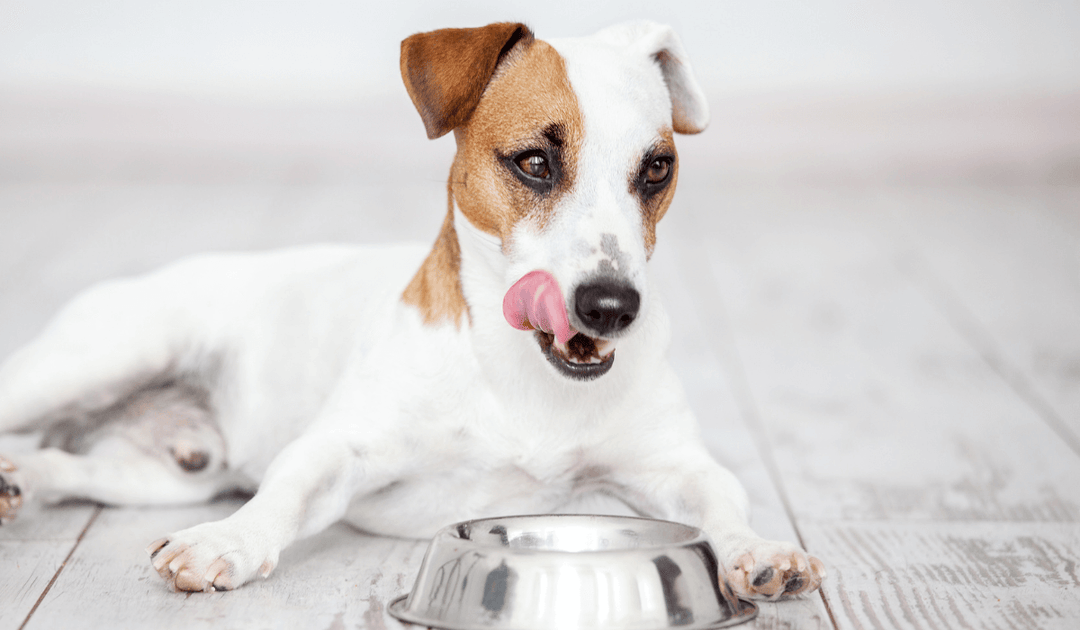 体重を気にする飼い主さん必見！愛犬のためのカロリー管理ダイエット法