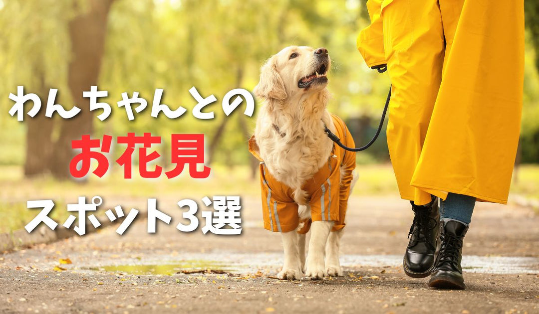 【東京版】愛犬と行くお散歩＆お花見スポット3選｜バウワウ プレイス