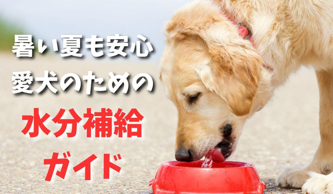 愛犬のための水分補給ガイド