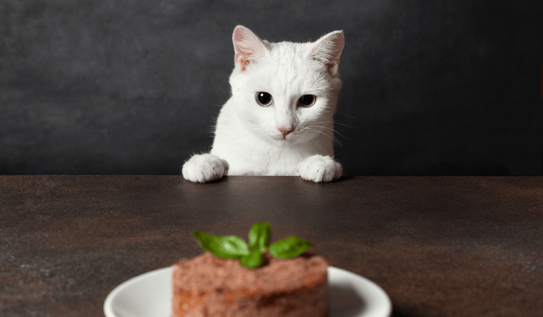 愛猫がご飯を食べない・・・理由とその対策とは？